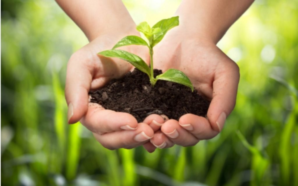 Expert Advice on Preserving the Environment in Your Daily Life