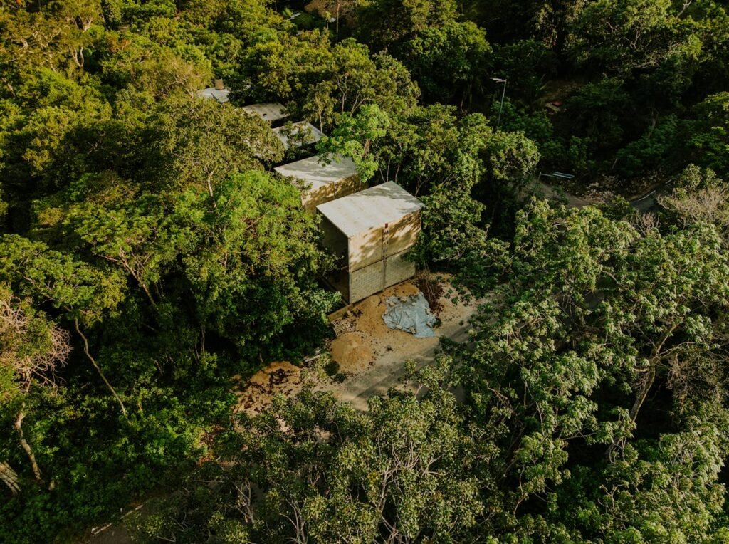 Stingless Bees in the Amazon Granted Legal Rights: A Landmark Victory for Nature